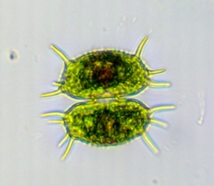 Xanthidium antilopaeum
