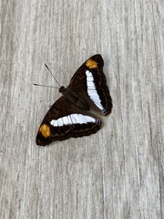 Doxocopa