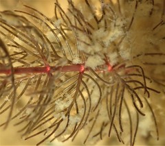Myriophyllum triphyllum