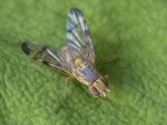 Terellia nigronota
