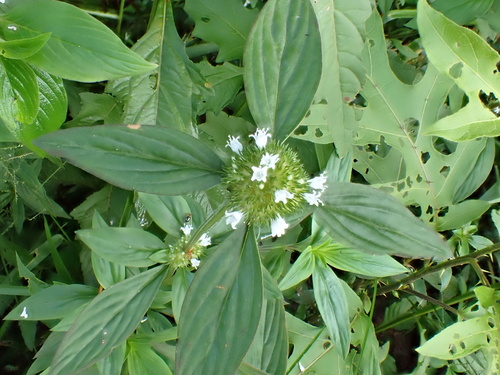 Pensacola false buttonweed (Spermacoce capitata)