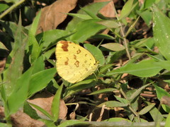 Eurema hecabe