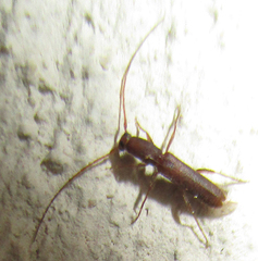 Linopteridius brunneus