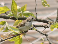 Passer domesticus