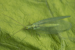 Chrysopa abbreviata