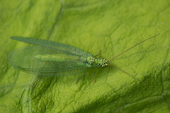 Chrysopa abbreviata