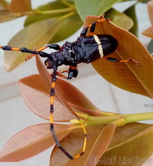 Trachyderes succinctus