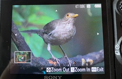 Turdus maculirostris