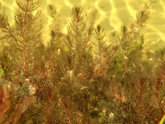 Myriophyllum triphyllum