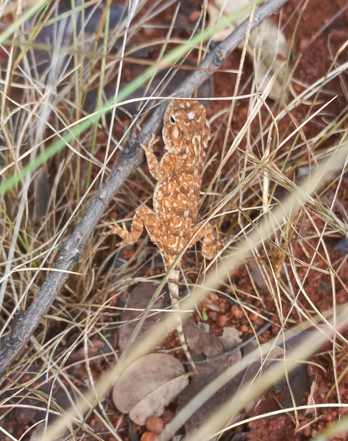 Agama aculeata Merrem, 1820