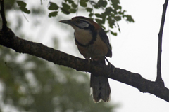 Pterorhinus pectoralis