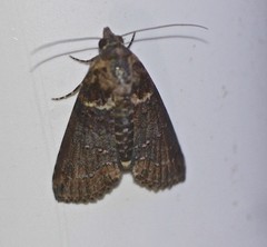Lophoptera hemithyris