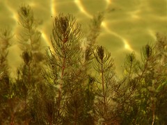 Myriophyllum triphyllum