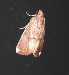 Callyna monoleuca