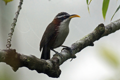 Pomatorhinus schisticeps
