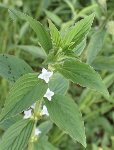 Spermacoce latifolia, photograph 5
