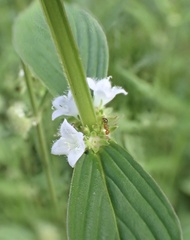 Spermacoce latifolia, photograph author not stated, no rights reserved