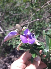 Periandra mediterranea