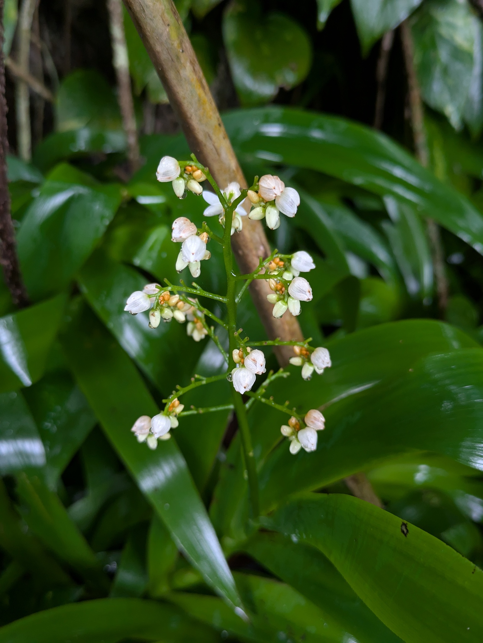 Xiphidium Caeruleum (Xiphidium caeruleum)
