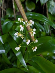 Xiphidium caeruleum (Xiphidium caeruleum)