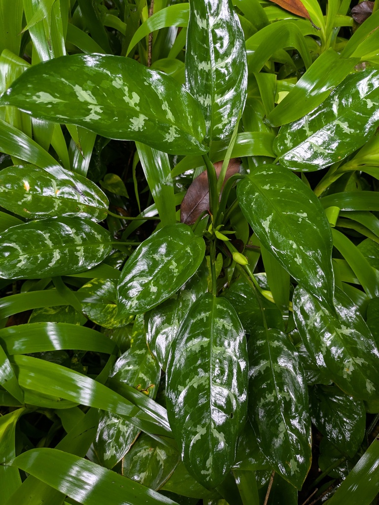 Ngân hậu – Aglaonema commutatum