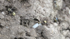 Camponotus rosariensis