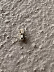 Menemerus bivittatus