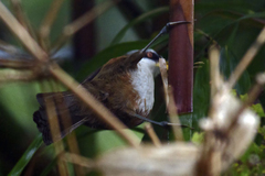 Pomatorhinus schisticeps