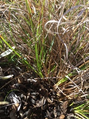 Carex xerophila