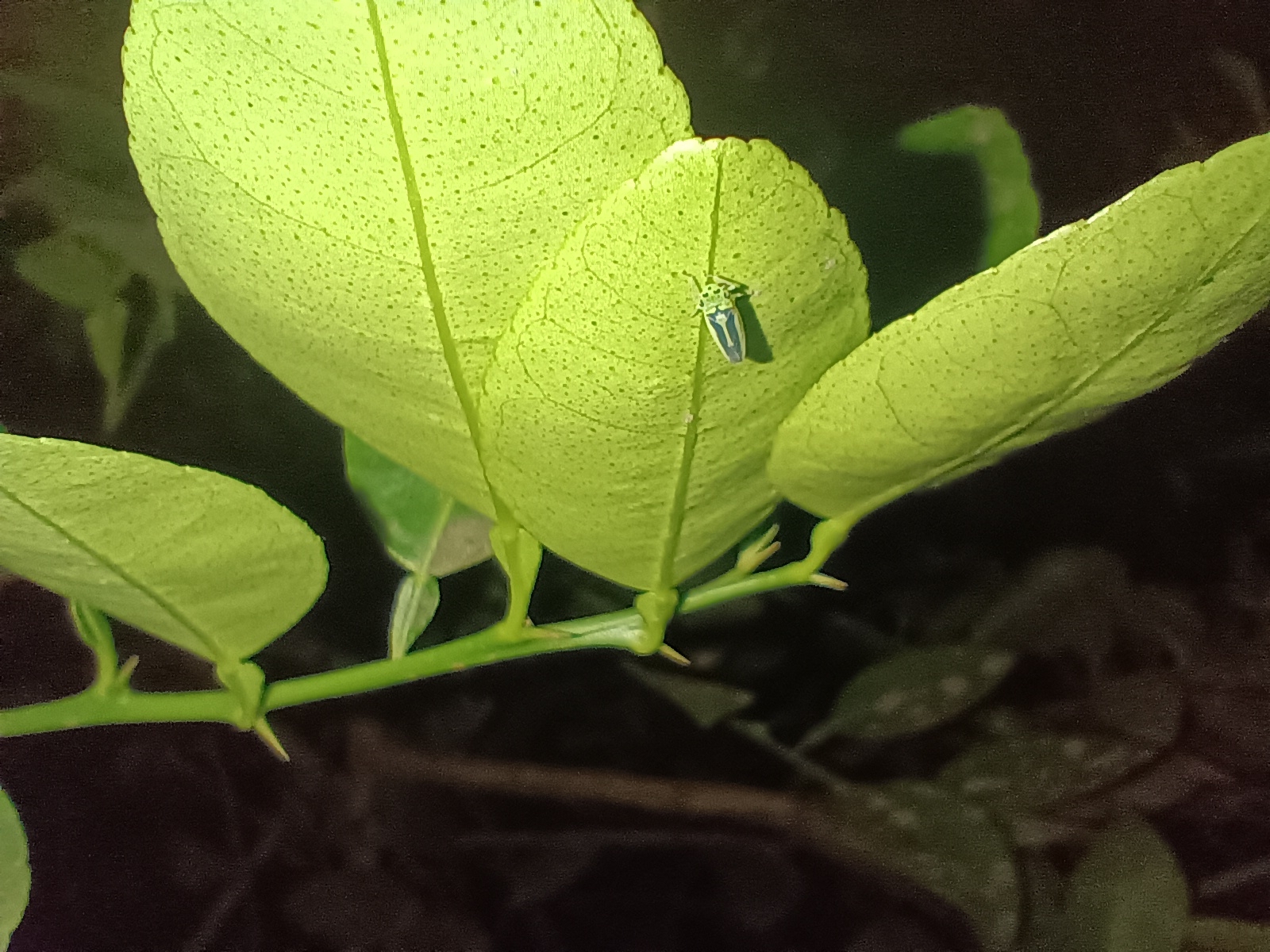 Kolla paulula | Insect Vectors of Plant Disease