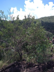 Periandra mediterranea