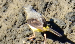 Motacilla cinerea patriciae