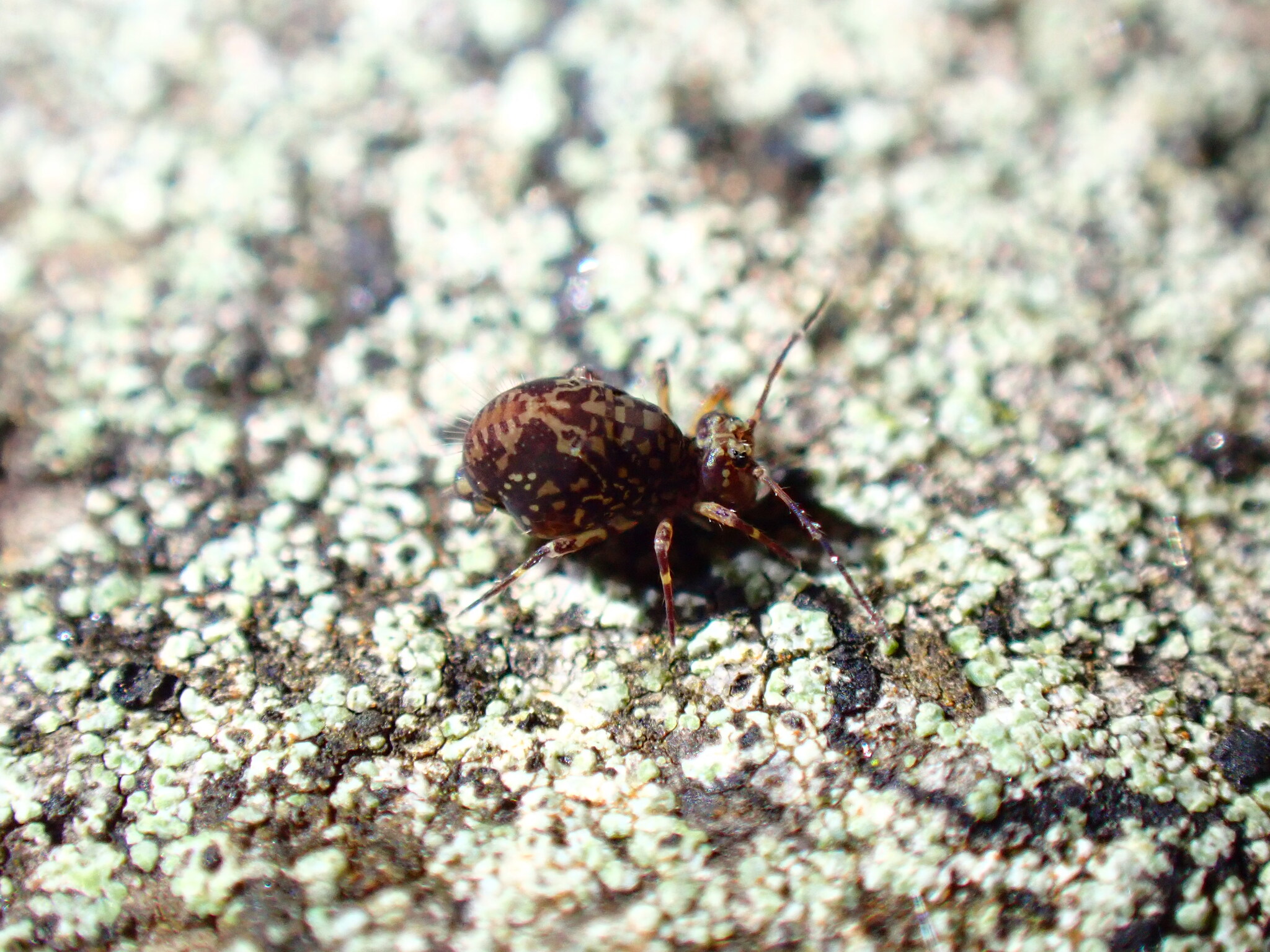 Ptenothrix blidana