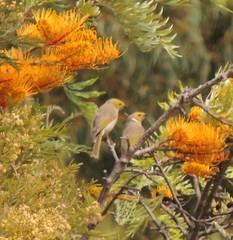 Ptilotula penicillata