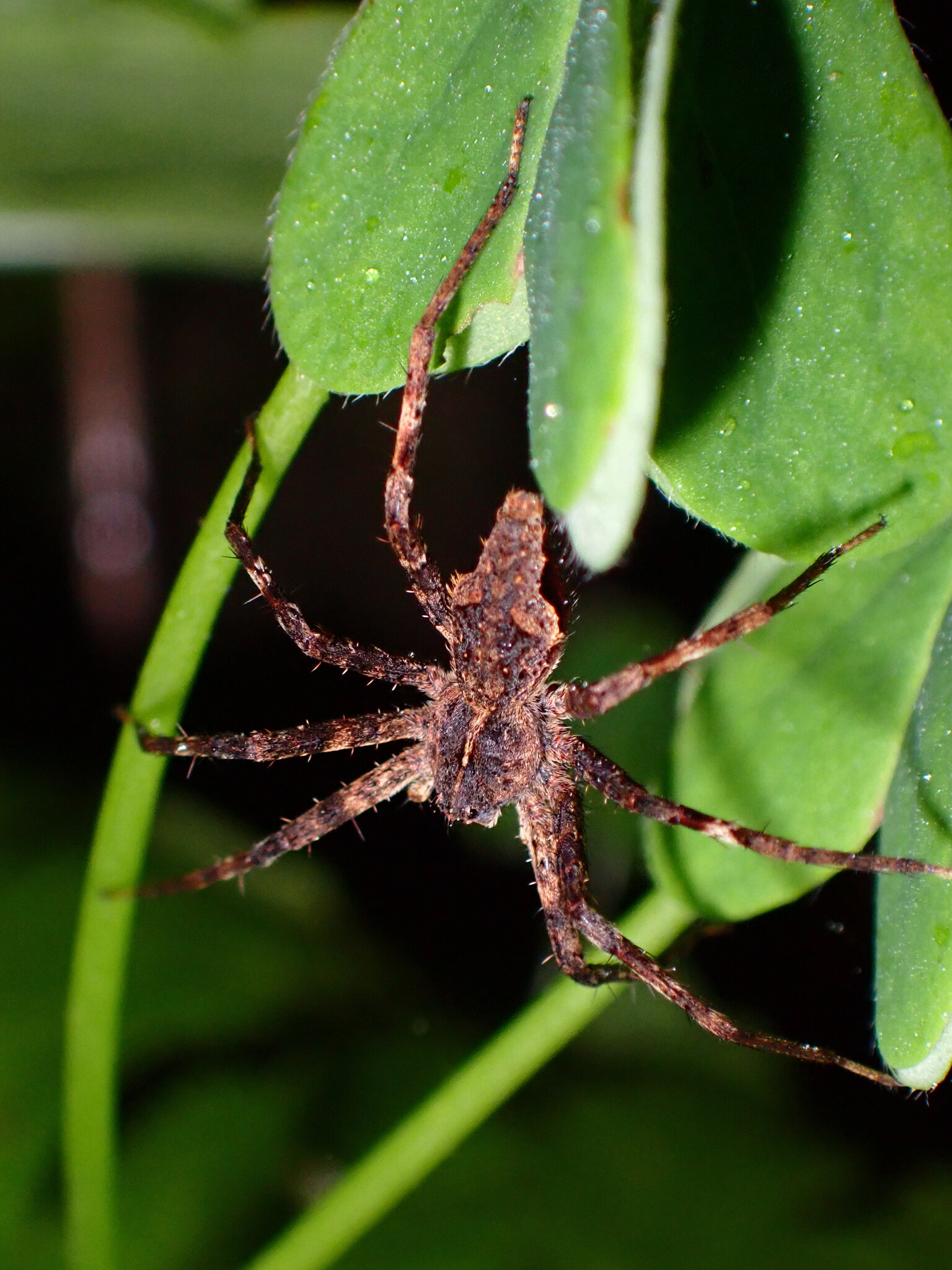 Cladycnis insignis