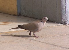 Streptopelia decaocto
