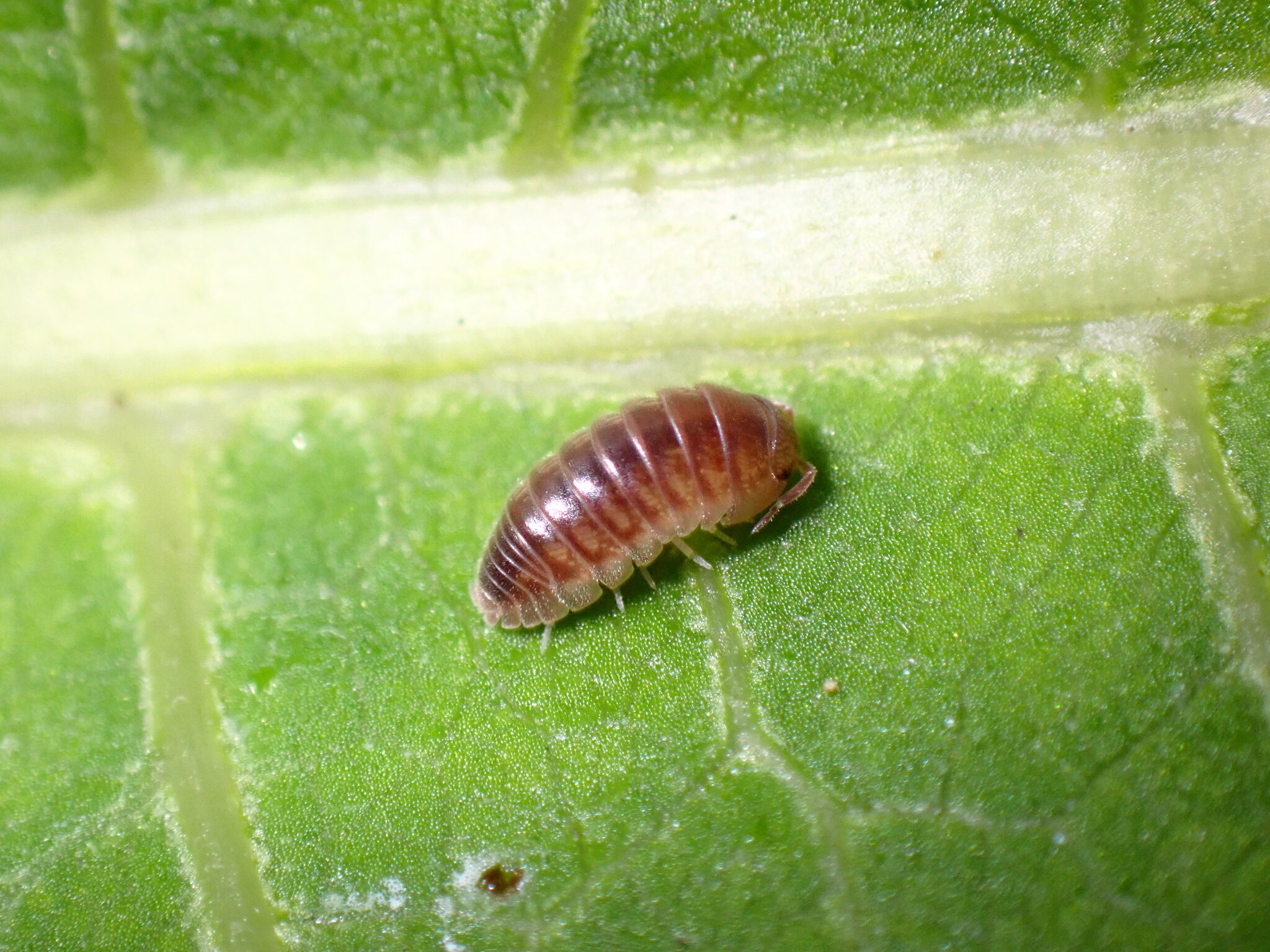 Eluma caelata
