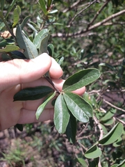 Periandra mediterranea