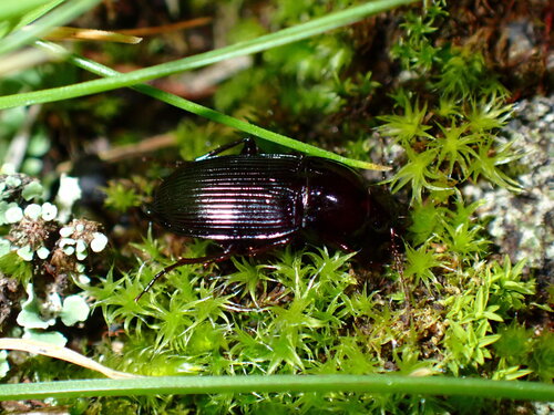 Orthomus berytensis