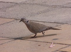 Streptopelia decaocto