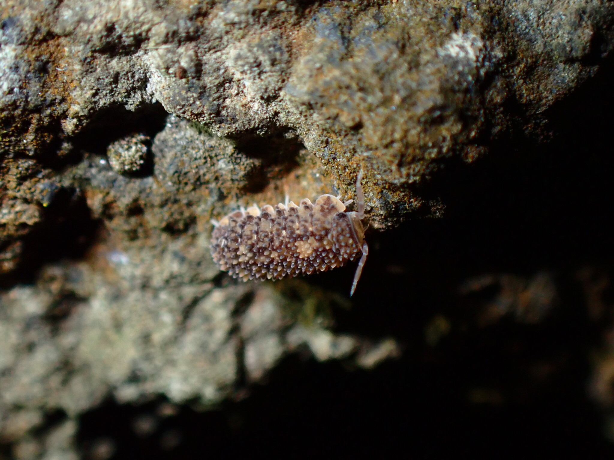 Ctenorillo ausseli