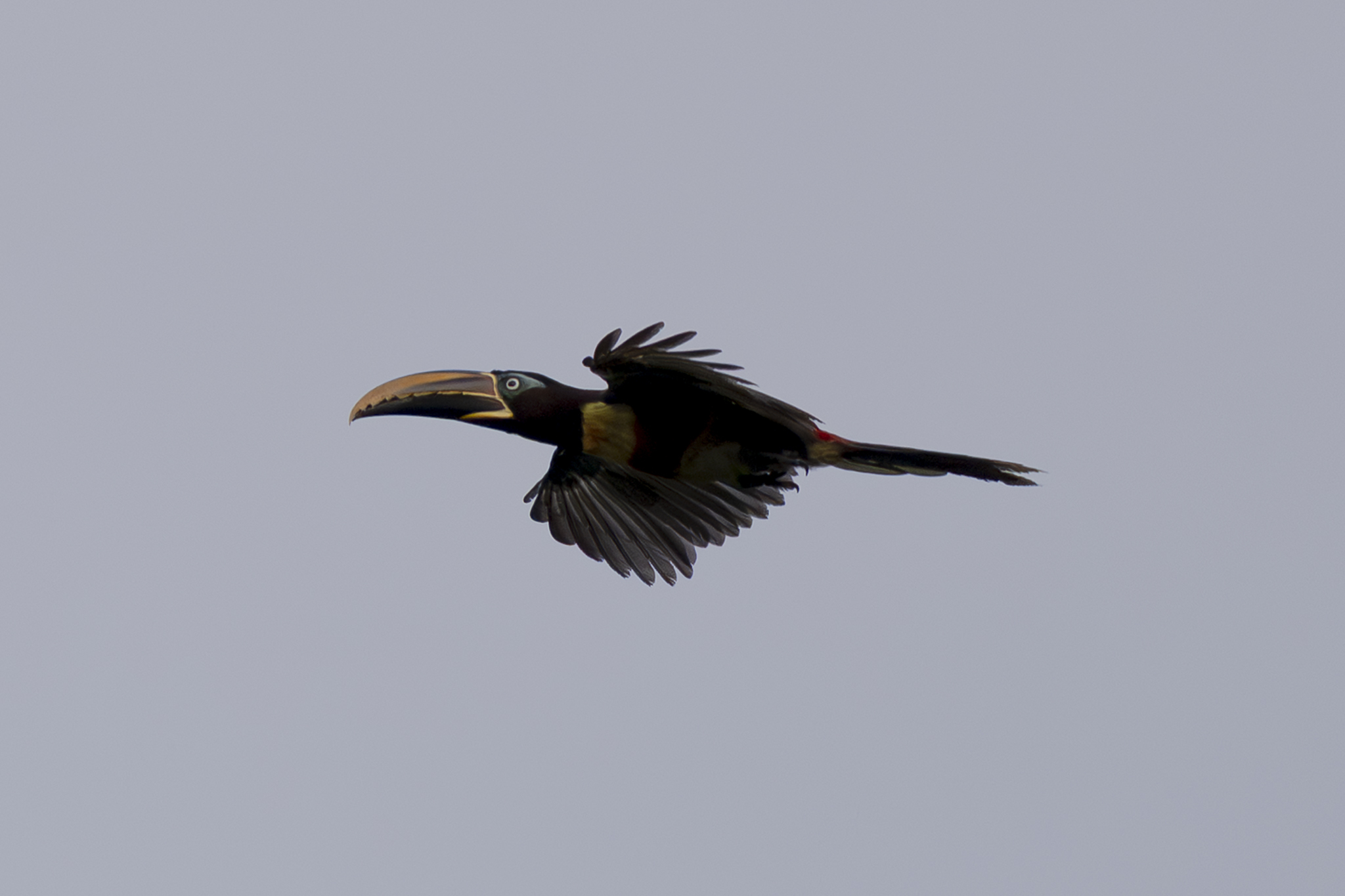 Chestnut-eared Aracari (Pteroglossus castanotis), photo 1