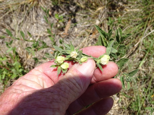 Fat Dollsrose (Hermannia hyssopifolia)