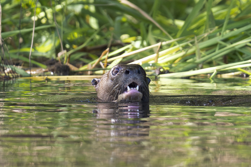 Giant Otter (Pteronura brasiliensis)