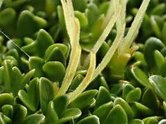 Coprosma perpusilla subantarctica