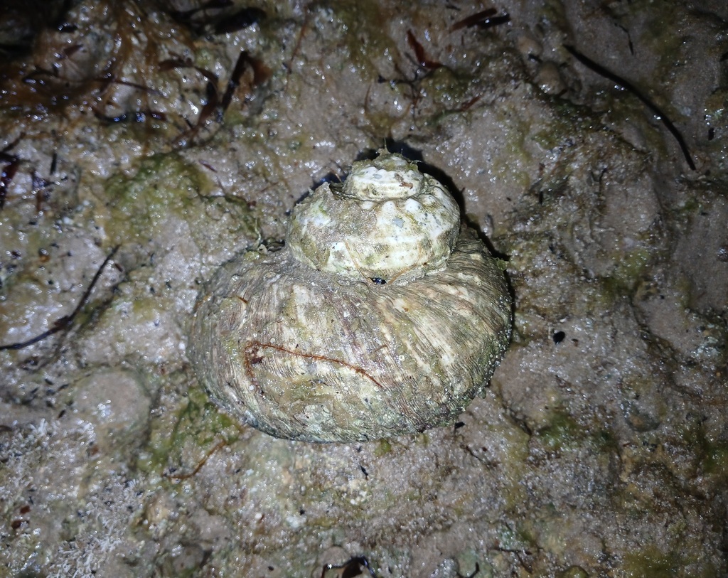 Rough turban shell from Port Noarlunga South SA 5167, Australia on ...