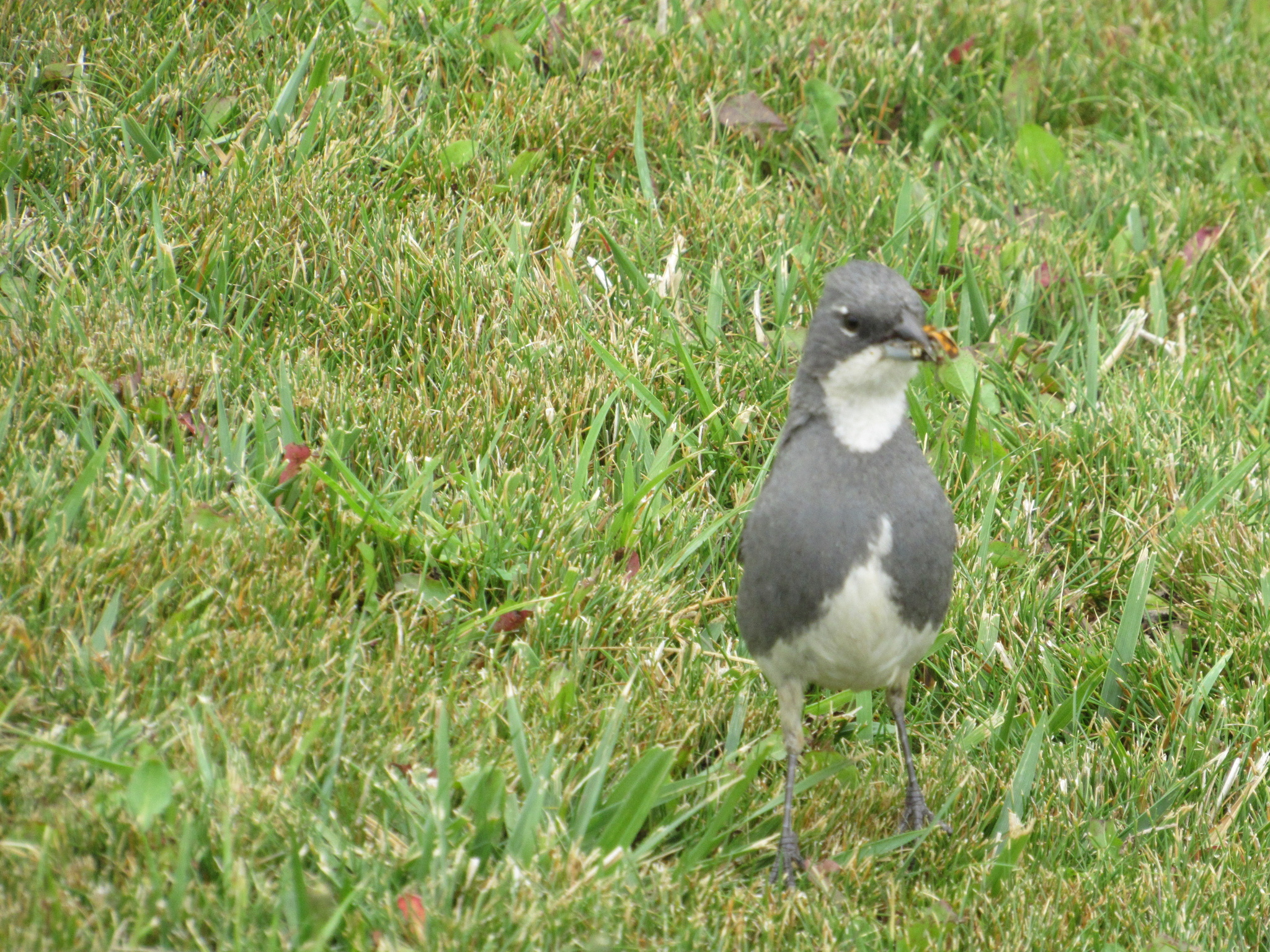 Diuca Finch (Diuca diuca), photo 7