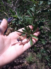 Periandra mediterranea
