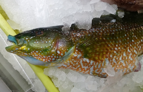 Green wrasse (Labrus viridis) — Labridae