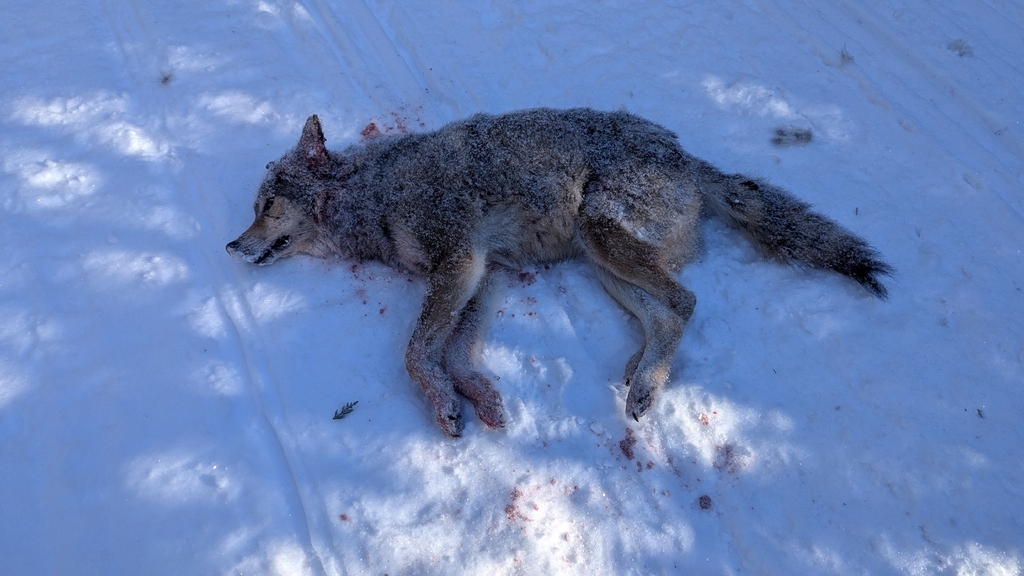 Brush Wolf